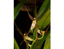 Brassia keiliana