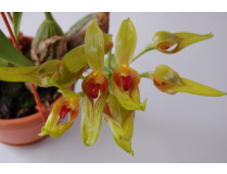 Bulbophyllum graveolens 1