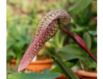 Bulbophyllum arfakianum
