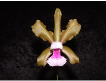 Cattleya tenuis