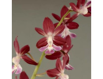 Calanthe kozu Hybride