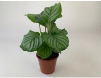 Calathea orbifolia