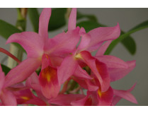 Cattleya guatemalensis