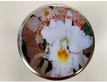 Cattleya labiata 'alba' (im sterilen Glas)