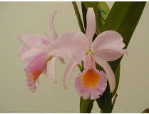 Cattleya schroederae