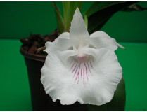 Cochleanthes amazonica 1