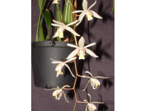 Coelogyne flaccida