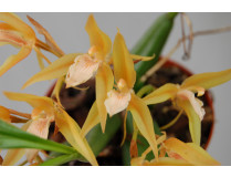 Coelogyne fucescens 'brunera'