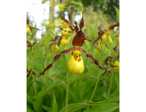 Cypripedium parviflorum