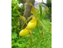 Cypripedium pubescens