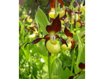 Cypripedium calceolus