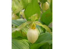 Cypripedium fasciolatum 