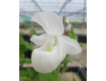 Cypripedium reginae 'alba'