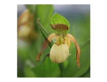 Cypripedium Victoria