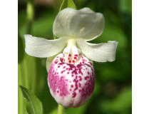 Cypripedium Ulla Silkens (mit neuem Austrieb)