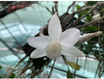 Dendrobium aphyllum 'album'