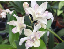 Zusammenfassung der qualitativsten Dendrobium phalaenopsis