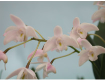 Dendrobium phalaenopsis - Der Favorit der Redaktion