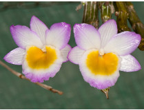 Worauf Sie zu Hause beim Kauf der Dendrobium phalaenopsis Acht geben sollten!