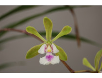 Epidendrum floribundum (2 Rispen)