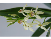 Epidendrum lancifolium