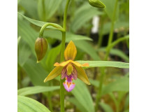 Epipactis thunbergii (frisch ausgetrieben)