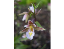 Epipactis palustris