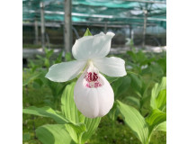 Cypripedium flavum x reginae alba (abgeblüht / pflanzbereit)