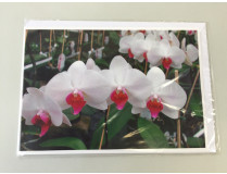 Grußkarte "Phalaenopsis-Blüte (gelb)" (Klappkarte inkl. Umschlag)