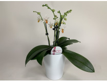 Phalaenopsis Minimark (4-5 Rispen, inkl. Übertopf)