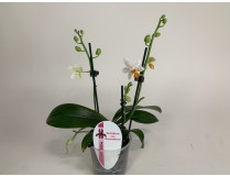 Phalaenopsis Minimark (2-3 Rispen)