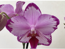 Phalaenopsis Toshi