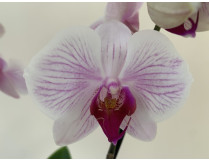 Phalaenopsis Denver (3 Rispen)