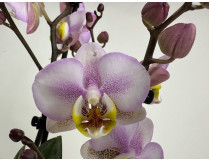 Phalaenopsis Carola (2-3 Rispen)