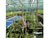 Spiranthes sinensis (frisch ausgetrieben)