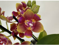 Phalaenopsis Sogo Lawrence 'Triple lip' (2 Rispen)