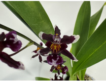 Wilsonara Kolibri 'Black' (2 Rispen)