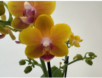 Phalaenopsis Yellow Drops (2 Rispen)
