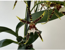 Brassia Tarantula Coral (2 Rispen)