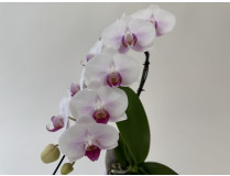 Phalaenopsis Swan 'Red lip' (1 Rispe, inkl. Übertopf)