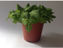 Fittonia Lemon Green