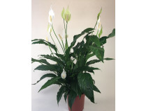 Spathiphyllum Cupido Bingo (17 cm Topf)