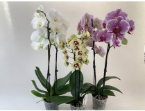 Phalaenopsis-Sortiment (2 Rispen)