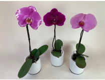 Phalaenopsis Singolo-Sortiment (1 Blüte)