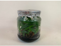 Paphiopedilum spicerianum -In Vitro- (20-25 Pflanzen in sterilem Glas)