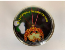 Psychopsis kramerianum (im sterilen Glas)