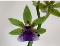 Zygopetalum Impasto Green (Jgpfl., frisch getopft)