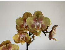 Phalaenopsis Las Vegas 'Peloric' (2 Rispen)