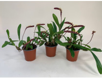 Bulbophyllum falcatum-Sparset (3-4 Stiele) 