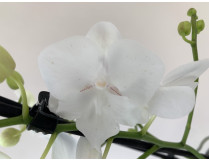 Phalaenopsis Little Manta 'Gili' (2 Rispen)